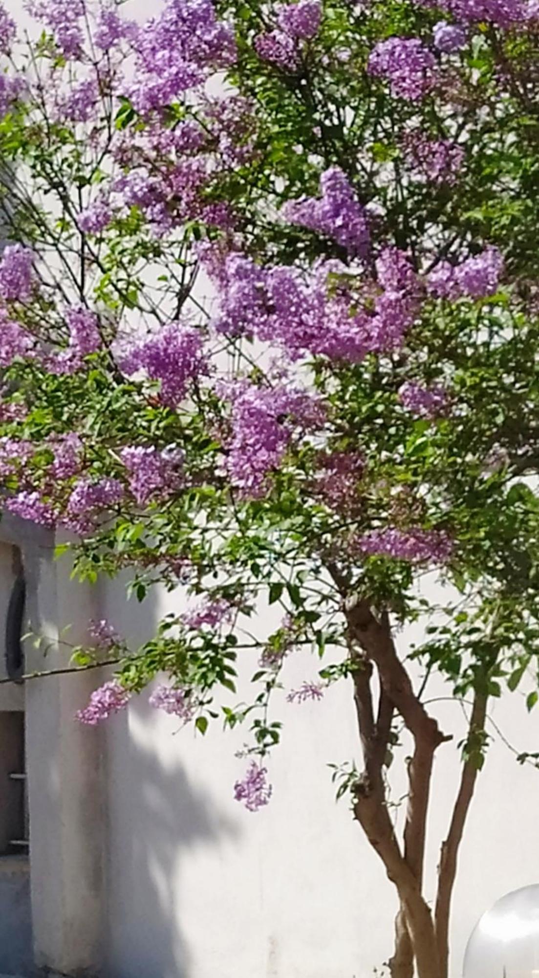 View Διαμερισμα Villa Loukissia Dış mekan fotoğraf